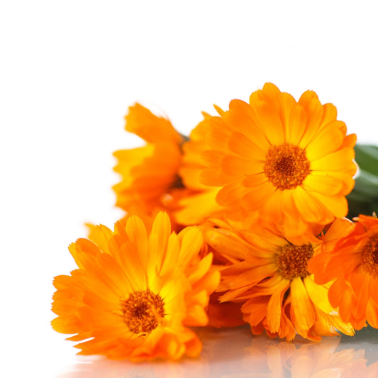 Remarkable Health and Healing Benefits of Calendula